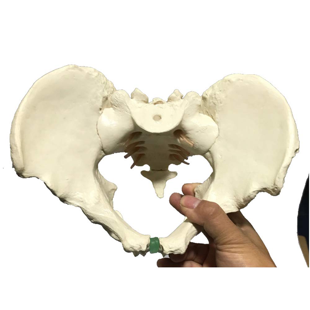 DYDXFDSLF Male Pelvis Model - Natural Size Adult Male Pelvis Model - Educational Model Pelvis Model - Medical Anatomical Male Pelvis Model - For Study Teaching