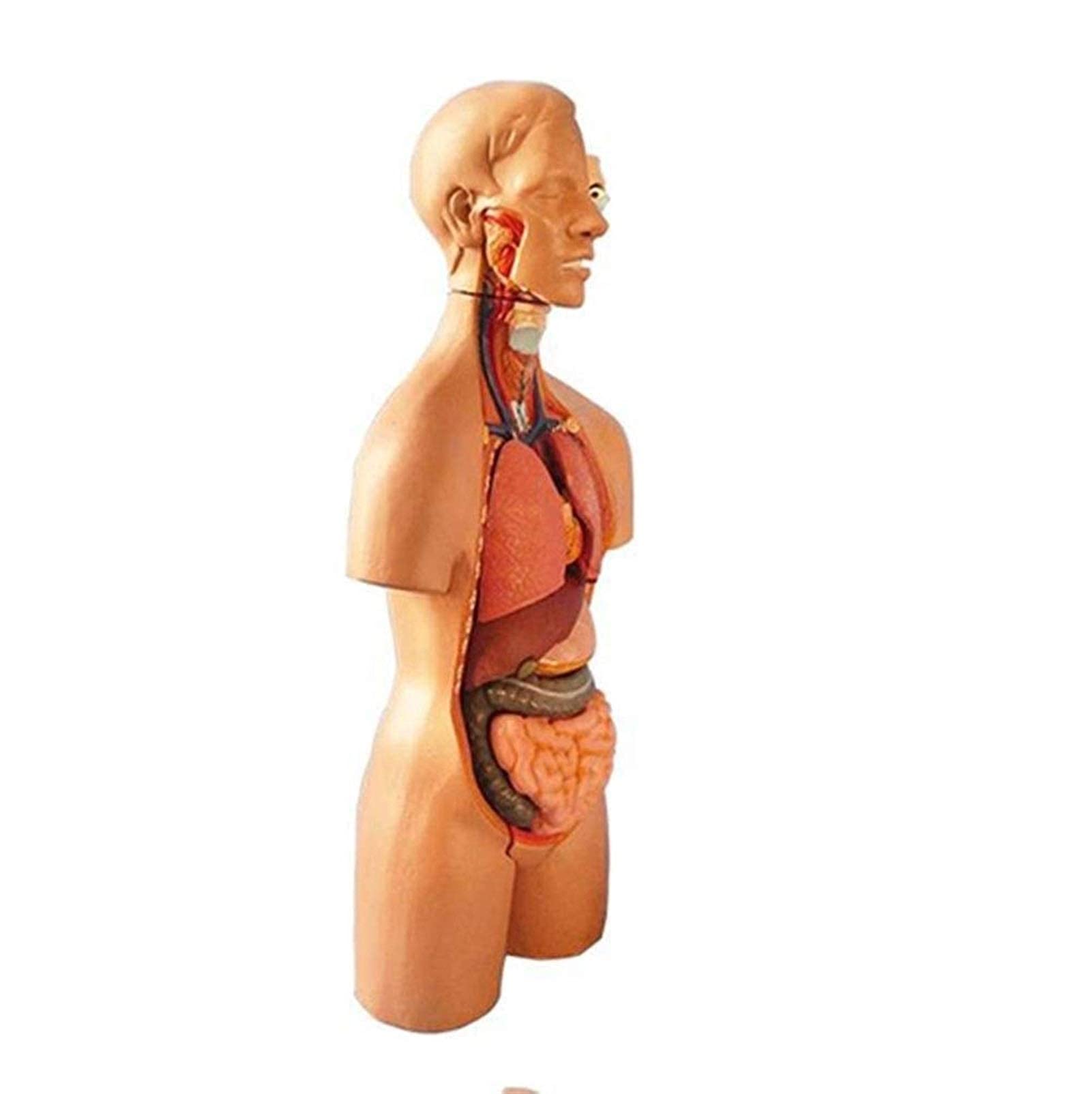 Amazon.co.jp: 人体模型人体解剖学模型体幹システム構造解剖学