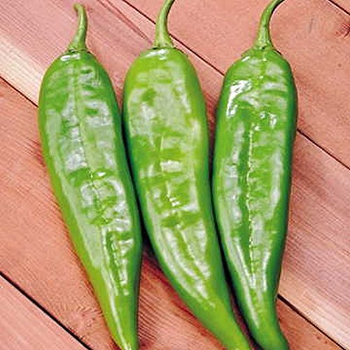 Preisvergleich Produktbild GEOPONICS 100 -: Guillin Hot Pfeffer- A variy aus China. Schön und HOT !!!!