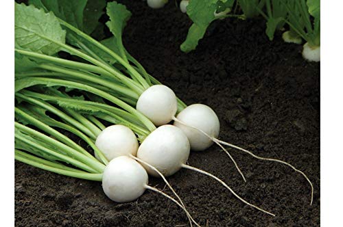 500 seeds Hakurei (F1) Turnip 250-5000 seeds HEIRLOOM NON-GMO