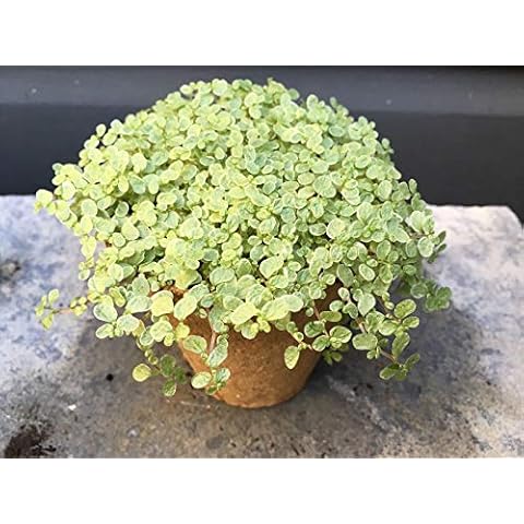 Portal Cool Light Green/Variegated Mind-Your-Own-Business/Babys Tears/Soleirolia Soleirolii Cover