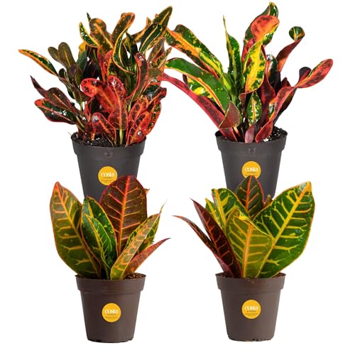 Costa Farms Croton Live Plants (4-Pack), Indoor and Outdoor Angel...
