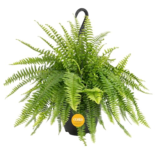 Costa Farms Boston Fern Live Plant in Plastic Pot, Air Purifying Large Indoor & Outdoor Houseplant, Perfect for Home, Room, or Office Decor, Great House Warming or Birthday Gift, 2-3 Feet Tall
