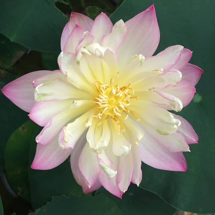 Ruckkuz - Lotus Live plant tubers Code 20 (love sick bean) (B0BCGR8Z6F) Amazon Price History, Amazon Price Tracker