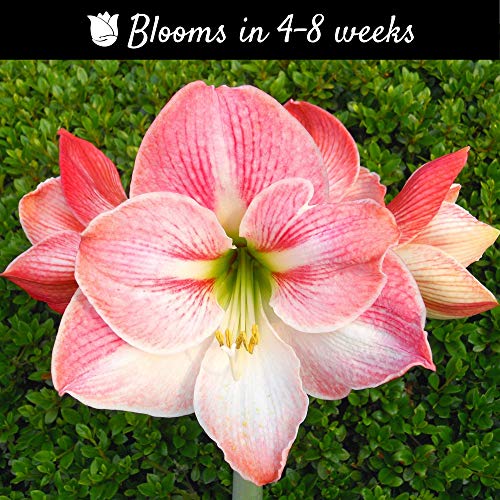 Amaryllis Gifts Parent (Holiday) - Image 5