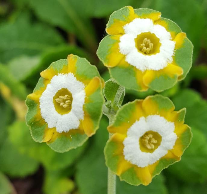 Ritz Farming® Primula flower seeds | yellowish green Primula flower seeds for Home pots | all Season Flowering seeds for Gardening pack of 100 seeds (B0CFYF54Y5) Amazon Price History, Amazon Price Tracker