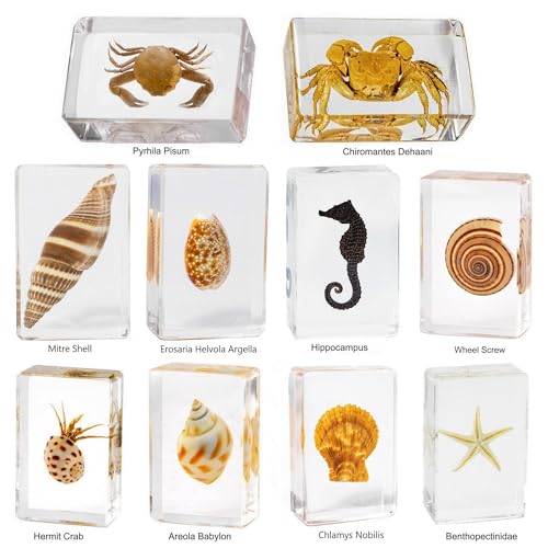 Image of 10pcs Taxidermy Crab Conch Starfish Seahorse, Oceans Animals Specimens in Resin, Clear Sealed for Closer-Look & Study, Science Educational Classroom Specimens, Unique Amazing Gift (1.8x1.2x0.7-inch)