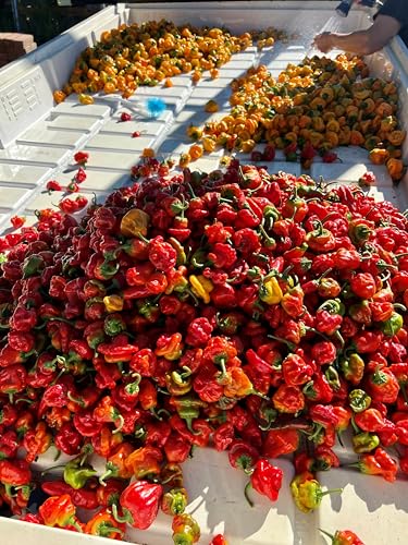 Leaning Tree Micro-Farm Naturally Dried Scotch Bonnet Peppers - Red - 1 Oz. Resealable Mylar Bag - Image 3