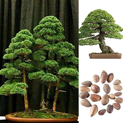 lamta1k White Pine Seeds,40Pcs White Pine Seeds Bonsai Pinus Plant Parviflora Tree Home Garden Decor - 40 Pcs White Pine Seeds