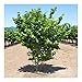 Nocciolo 'Corylus avellana' Tonda di Giffoni pianta di 2/3 anni in vaso ø 24 cm h. 170/200 cm Vivaio di Castelletto immagine