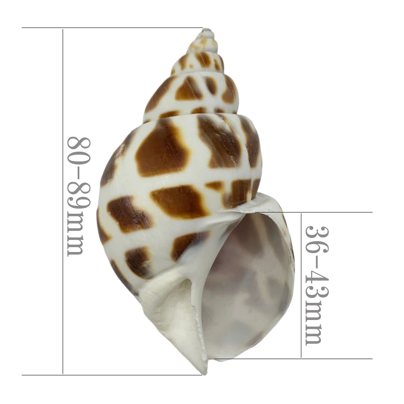 ヤドカリのお宿　{ 貝殻  巻貝 B } ヤドカリのお宿 { 貝殻 巻貝 B } ヤドカリ☆貝殻 4個の通販 by