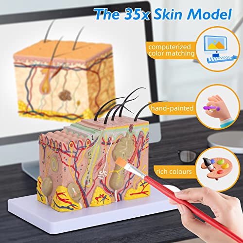 Image of Human Skin Model 35x - 35 Times Skin Structure Anatomical Model Skin Color Model Teaching Medical Model