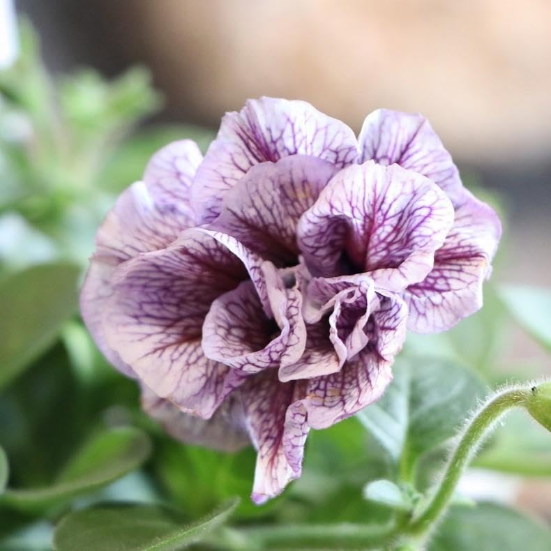 Amazon.co.jp: 八重咲き 栄養系ペチュニア ビバ (VIVA