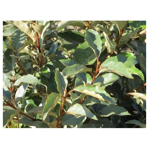 Hardy Elaeagnus Pungens Shrubs