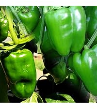 Amazon.co.jp: ITANSE 王様ピーマン＆すずなりピーマンの苗