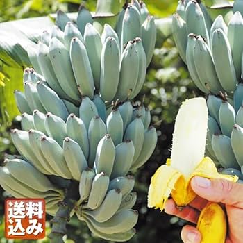 ガツンとくる糖度◆来季開花、巨大205cmバナナ◆ブラジルアップル。耐寒性強低木 ガツンとくる糖度◇来季開花、巨大205cmバナナ◇ブラジル