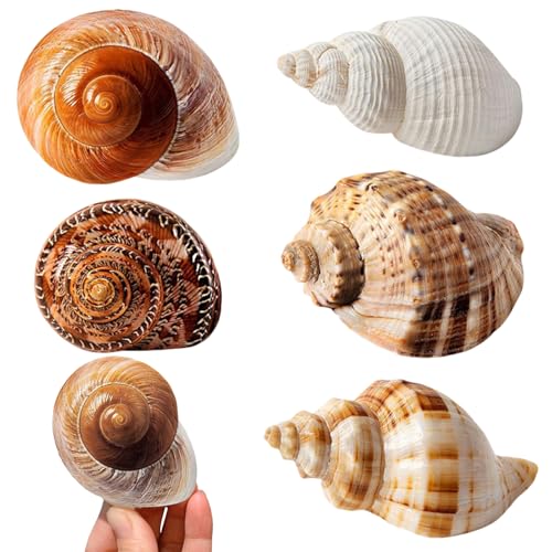 GUOYOU 5 Pièces Coquillages Mixtes Coquillages Marins, 3-9 CM Deco Aquarium, Naturels Coquille...