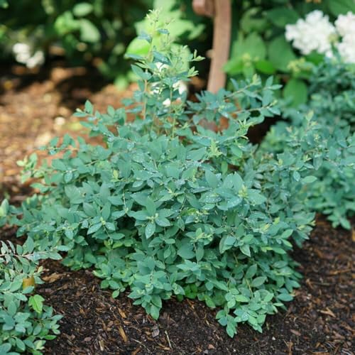 Splendid!™ Blue Highbush Blueberry - Vaccinium corymbosum - 4' Pot - No Shipping to Washington State or Oregon