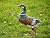 TERESA'S COLLECTIONS Garden Decor for Outside, Metal Mallard Duck Decorations for Outdoor Decor, 16 inch Duck Decoys Animal Outdoor Statues for Yard Patio Lawn Pool Porch Backyard