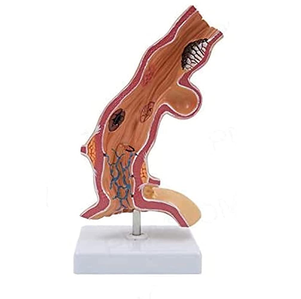 Modelo anatómico del esófago Humano, Departamento de anatomía médica del esófago y Modelo de digestivo para Obtener Ayuda con la capacitación médica, Equipos de Laboratorio.