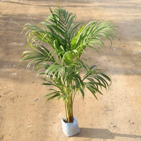 JRN Best Nursery Air Purifier Areca Palm indoor in 6 Inch Plant Nursery Bag-image-29