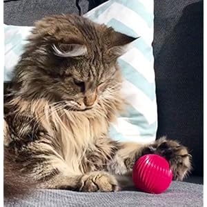 Pet Qwerks Cat Babble Ball with Catnip Infused Interactive Cat Toy Xsmall Cucciolini Doodles Pet qwerks cat babble ball with catnip infused interactive cat toy x small cucciolini doodles