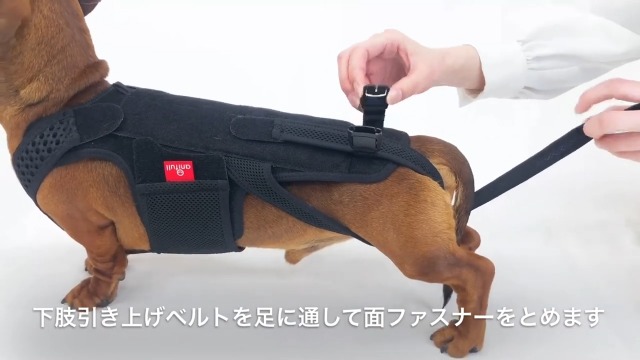 Amazon | アニフル (anifull) わんコル With M [犬用コルセット