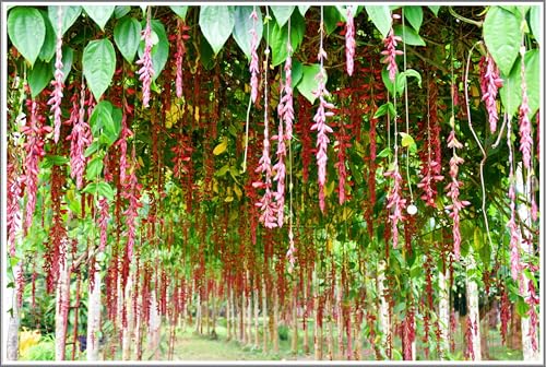 Image of Basor Lata (Scarlet Clock Vine) - Thunbergia Coccinea | Indrapushpa, Chonga Lota, Lady's Slipper Vine | Healthy Live Flowering Climber Plant | Pack of 1 Live Plant