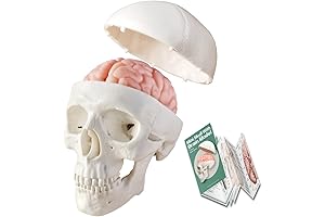 Human Skull Model for Kids with Brain, Half Size Human Head Model...