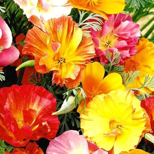 Miniatura 7 de Mezcla de semillas de amapolas de California, más de 250 semillas para plantar flores dobles Eschscholzia Californica sin OMG