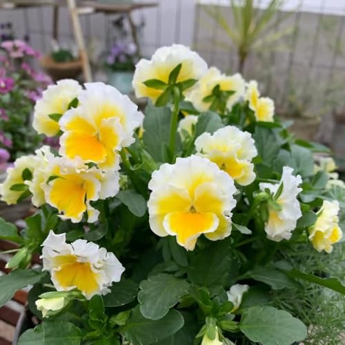 violeta cornuda - Viola cornuta de exóticas jardín de balcón oficina jardín decoraciones semillas 150pcs