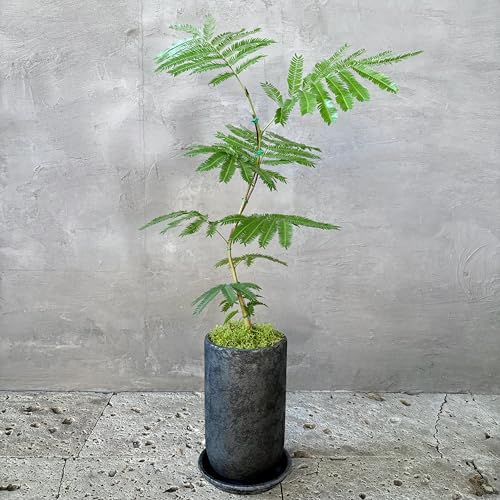 �ϗt�A�� �{�� �G�o�[�t���b�V�� �Ȃ��� �~�͎d���� ���픫 �A�����݃Z�b�g 5���T�C�Y �C���e���A �O���[��