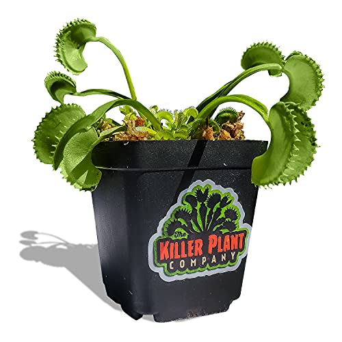 Large Sized Venus Fly Trap - Fastest Shipping - Carnivorous Plant (Dionaea Muscipula) - 3 Inch Plant Pot - Live Venus Fly Trap Plant - The Killer Plant Company