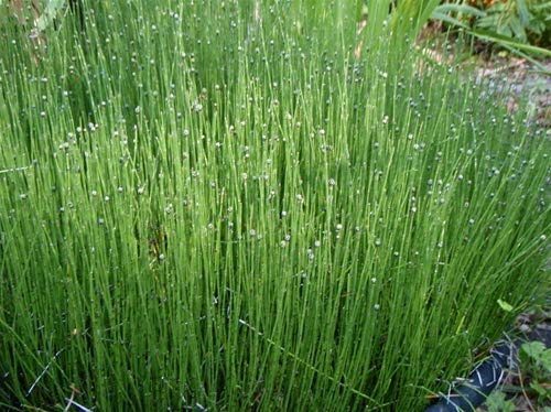 Dwarf Horsetail Rush Bog Pond Plant by AquaLeaf Aquatics -