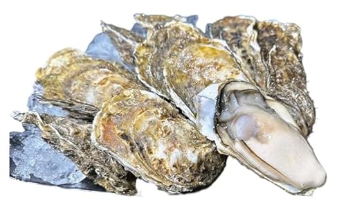 北海道 厚岸産 殻付き 牡蠣 LLサイズ 14個
