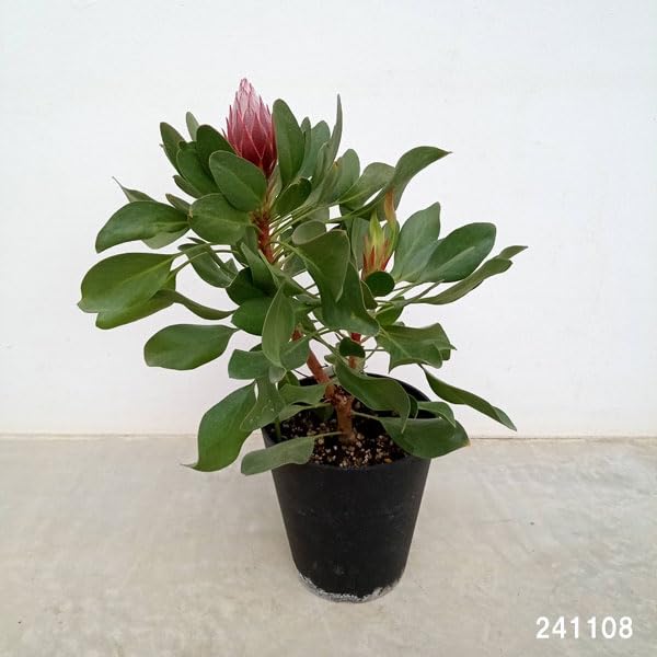 Amazon.co.jp: [ザ・ファームセレクト]プロテア：リトルプリンス