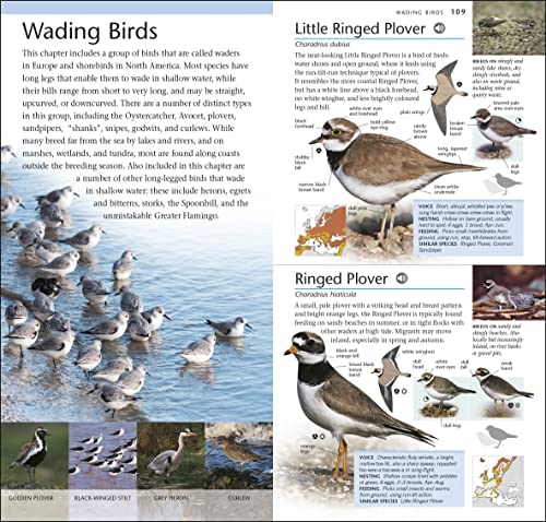 RSPB Pocket Birds of Britain and Europe 5th Edition - Image 7
