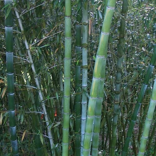 Exotic Pláº£nts Phyllostachys Pubescens - Giant BambÃ³o Moso - 50 Sáº¸áººDS for Pláº£nting