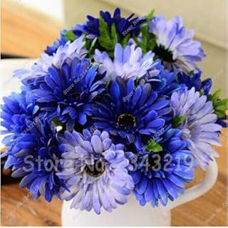 Blue Jerbera Seeds 50pz Flowers of Chrysanthemum Flowers Great Bonsai Garden Garden Seeds Garden Flowers Domestic: Only Seeds