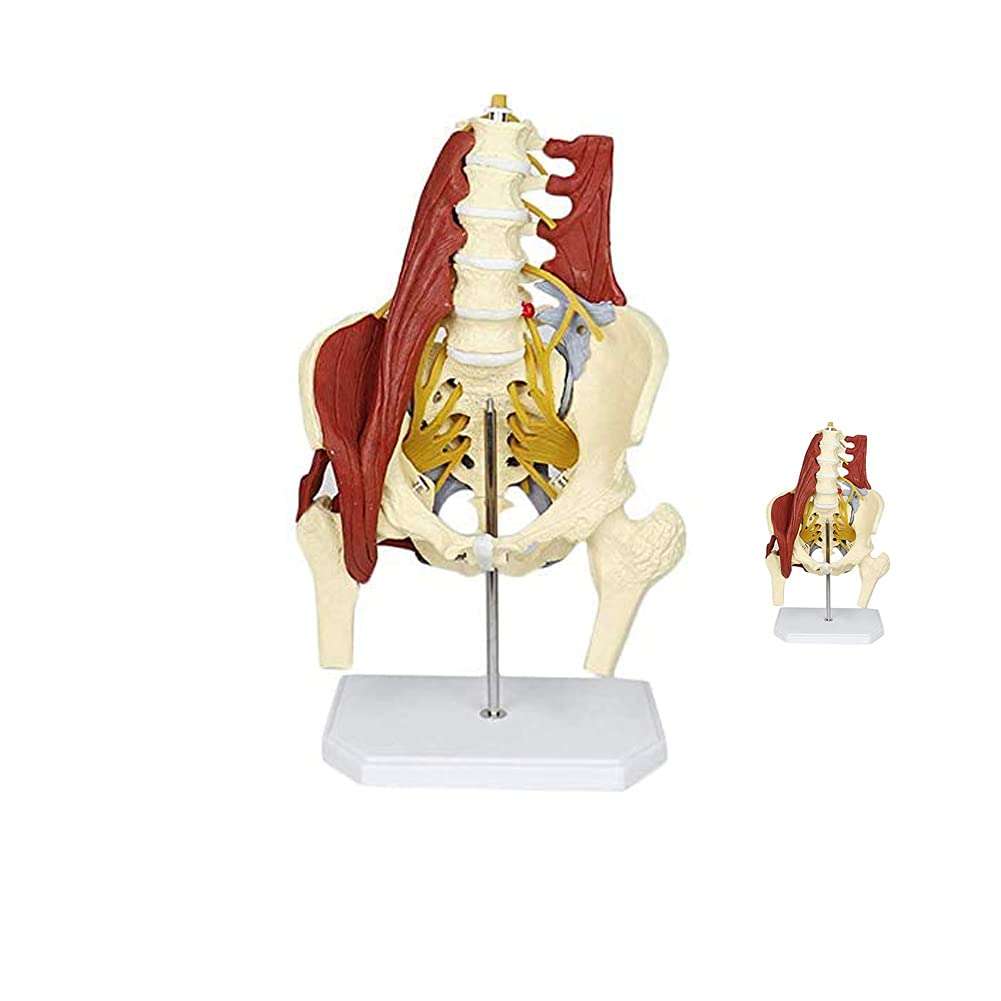 Beckenmodell Anatomisches Modell für Rücken-Lendenwirbelsäule mit Beckenbodenmuskel-Anatomie-Modell Lebensgroßes anatomisches Skelettmodell für Erwachsene