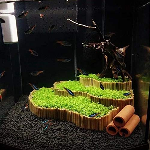 Water Grass Seed, Aquatics Water Grass Plant Seeds Fish Tank Aquarium Landscape Decoration Water Grass Seeds 600pcs