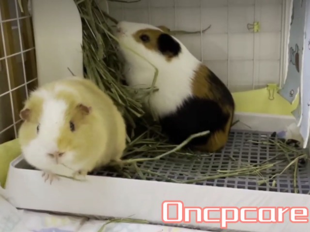 Oncpcare 15x12 Guinea Pig Litter Box with Grid, Small Animal Litter Tray for Cage, Bunny Restroom Pan Toilet Potty Training for Rabbit Ferret Chinchilla Rat - image 8