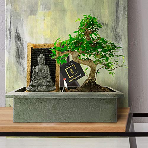 vdvelde.com - Bonsai Voeding – Plantenvoeding – 250 ml – 100% biologisch - Afbeelding 8