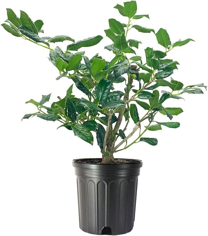 Florida Foliage Nellie Holly 2-Pack