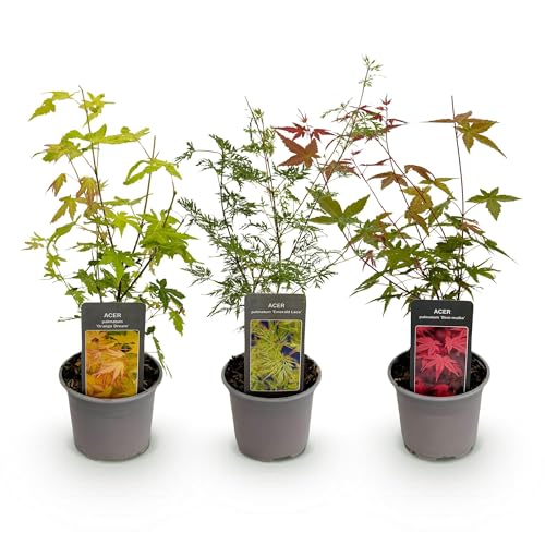 GreenboutiQ - Plante de jardin - Acer palmatum Tricolour - Rouge-Vert-Orange - 3 Plantes - Feuillage caduc - Peu d'entretien - Pot 12cm Hauteur 35cm