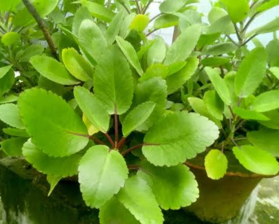 Balbasaur Vichitra Trees Bryophyllum Pinnatum Live Patharchatta Plant (B0B8BSLRZK) Amazon Price History, Amazon Price Tracker