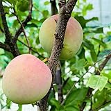 スモモ(プラム）：サンタローザ4～5号ポット[日本スモモの代表的な品種][苗木]＊＊