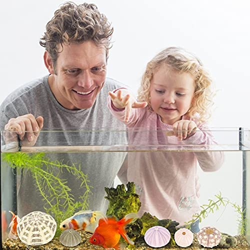 Happyyami 6Pcs Air Planten Houders Mini Zee- Egel Shell Pot Zee- Egel Schelpen Ambachtelijke En Decor - Image 6