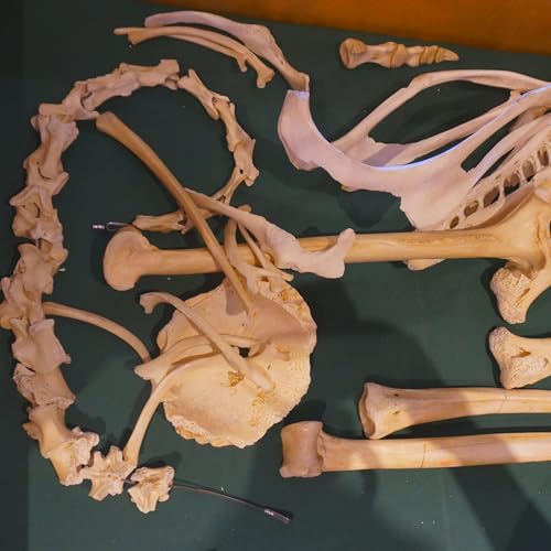 Episode 6 - Mystery Skeleton