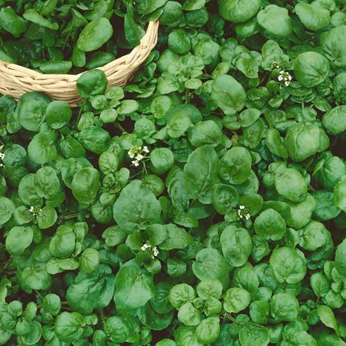 Sustainable Seed Co Organic Watercress Cress Seed 1 Oz 22 000 Seeds Non-GMO